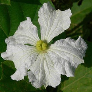 Gourd CANTEEN aka Corsican 120 days flat rate shipping 20 seeds image 3