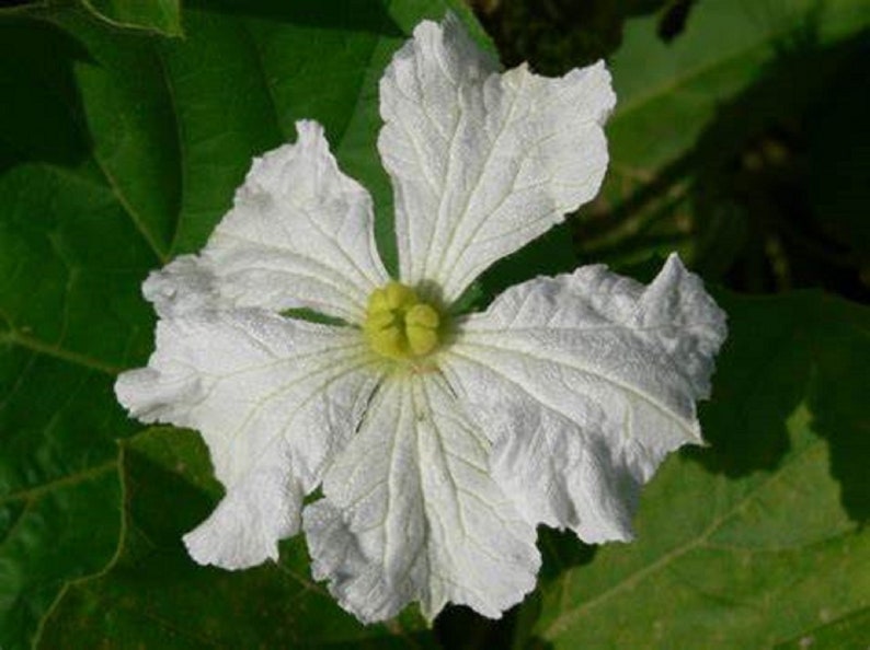 Gourd CANTEEN aka Corsican 120 days flat rate shipping 20 seeds image 3