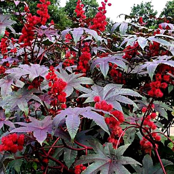 Castor Bean- Ricinus CARMENCITA RED- 6 ft. tall- purple foliage- 18 seeds