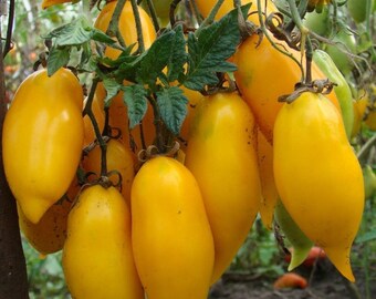 Paste Tomato- BANANA LEGS- 75 day YELLOW Determinate-  25 seeds per pack