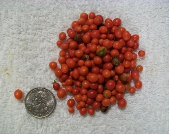 Hot Pepper- TEPIN aka Chiltepin- 150 day- 100,000+ scovilles- extremely hot- 25 seeds