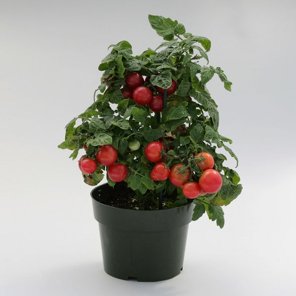 Cherry Tomato- Tiny Tim- 45 day dwarf- RED- Determinate- 25 seeds per pack