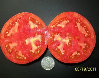 Heirloom Tomato- PERON SPRAYLESS- 68 day RED Determinate  25 seeds per pack