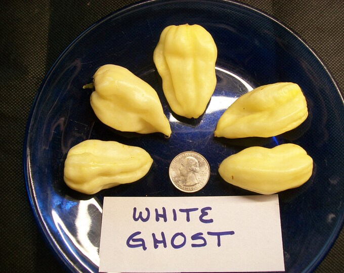 Hellish Hot Pepper- Bhut Jolokia White Ghost - 25 Seeds - Etsy