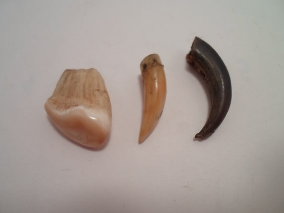 Vintage Taxidermy Animal Claw Tooth Teeth Interesting Estate find Jewelry Man Cave Natural History
