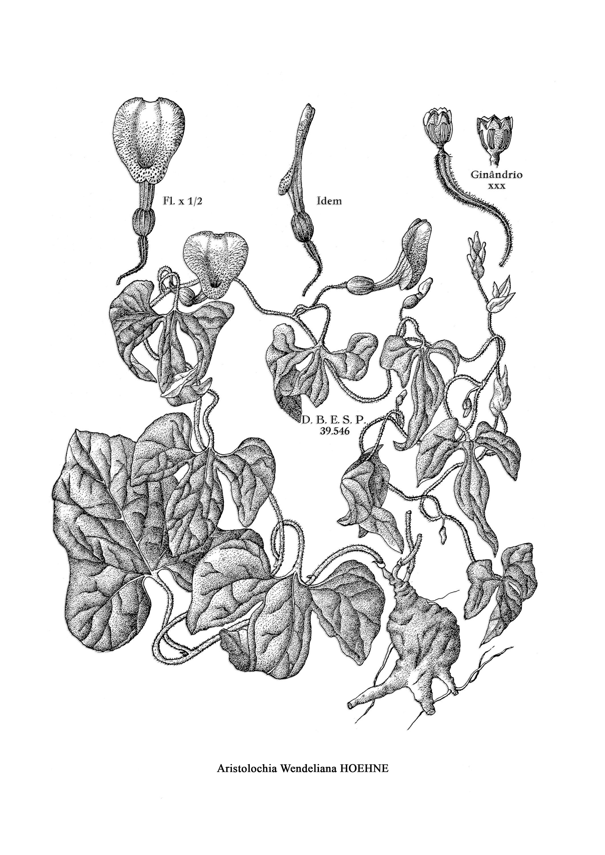 16 Vintage Botanical illustrations Set of 16 images Botany | Etsy