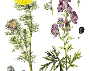 41 Vintage Botanical illustrations | 21 plates | Printable Wall Art | Vintage Botanical Illustrations | Flowers | Instant Download