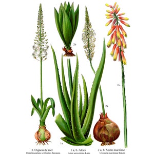 57 Ilustraciones de Plantas Medicinales | 20 láminas | Imágenes Imprimibles | Flores | Antiguas Ilustraciones botánicas | Descarga digital