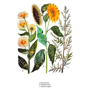 147 Vintage and Botanical illustrations | 37 plates | Printable Wall Art | Vintage Botanical Illustrations | Flowers | Instant Download