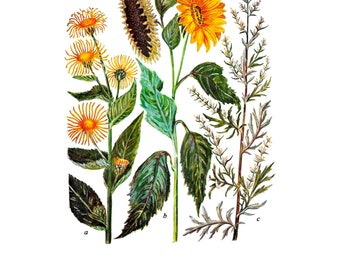 147 Vintage and Botanical illustrations | 37 plates | Printable Wall Art | Vintage Botanical Illustrations | Flowers | Instant Download