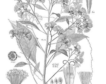16 Vintage Botanical illustrations | 16 Plates | Printable Wall Art | Vintage Botanical Illustrations | Flowers | Instant Download