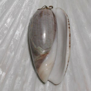 May include: A brown and white seashell pendant with a gold loop for hanging.
