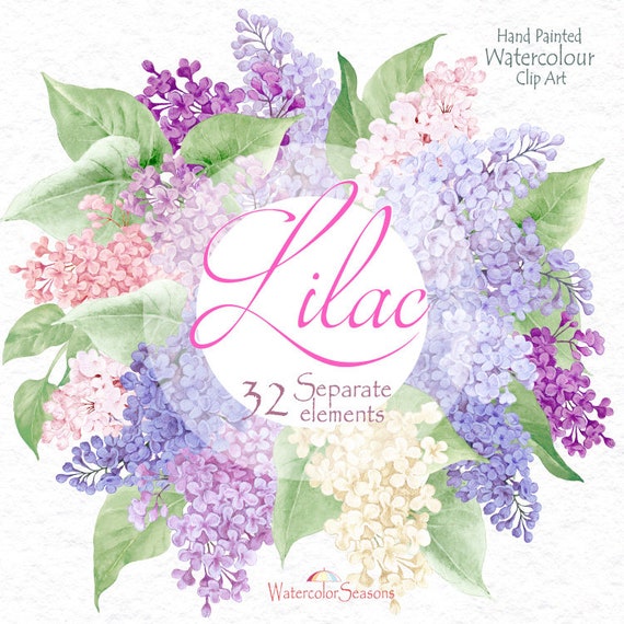 Hand Painted Akwarela Clipart Kwiaty I Zielone Liście Bzu Etsy