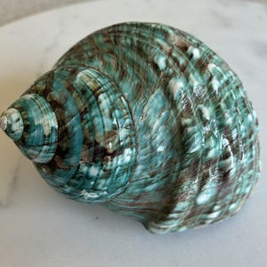 Puede incluir: Una concha marina grande, en forma de espiral, con un acabado brillante. La concha presenta una mezcla de tonos turquesa, marrón y blanco, creando un efecto veteado. La superficie de la concha tiene un aspecto texturizado, con crestas y patrones visibles.