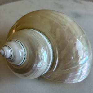Puede incluir: Una gran concha nacarada con un diseño en espiral. La concha tiene un brillo blanco cremoso e iridiscente, con toques de azul y verde. La superficie de la concha es lisa y pulida, mostrando su belleza natural. Un artículo decorativo para la decoración del hogar.