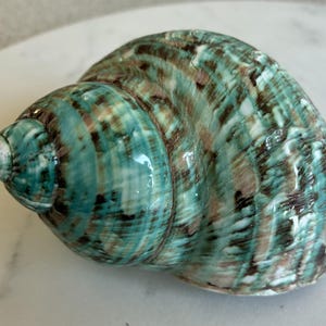 Könnte beinhalten: Eine große, spiralförmige Muschel mit glänzender, strukturierter Oberfläche. Die Muschel weist eine Mischung aus Türkis-, Braun- und Weißtönen auf, wodurch ein marmorierter Effekt entsteht. Die Öffnung der Muschel ist sichtbar und zeigt ihre innere Struktur. Ein natürliches Dekorationsobjekt.