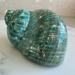 Jade Turbo Polished Seashell 4" - JT3-You'll receive item pictured
