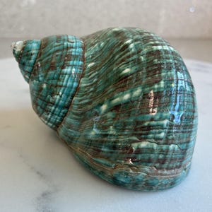 Jade Turbo Polished Seashell 4" - JT4-You'll receive item pictured