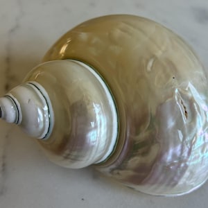 Könnte beinhalten: Eine große, perlmuttartige Muschel mit einem spiralförmigen Apex und einer glatten, schillernden Oberfläche. Die Farben der Schale wechseln von Creme zu blassem Lavendel und reflektieren das Licht. Ein natürliches Dekorationsobjekt.