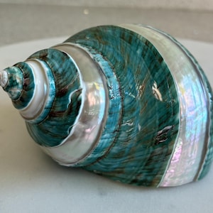 Jade Banded Turbo Polished Seashell 4" - JBT3-You'll receive item pictured