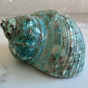 Jade Turbo Polished Seashell 4" - JT5-You'll receive item pictured
