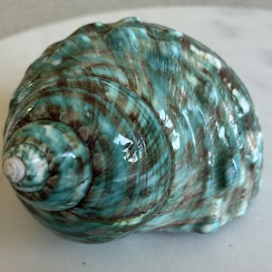 Puede incluir: Una concha grande y brillante con forma de espiral. La concha presenta una mezcla de colores turquesa, marrón y blanco, creando un efecto veteado. La superficie tiene un aspecto texturizado, con crestas y patrones visibles.