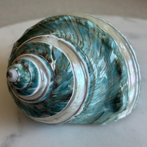 Puede incluir: Una concha grande e iridiscente con un diseño en espiral. La concha presenta una mezcla de tonos turquesa, marrón y blanco, con un brillo nacarado. La superficie de la concha tiene un aspecto texturizado, y la espiral es prominente.