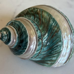 Puede incluir: Una concha marina grande, en forma de espiral, con un brillo nacarado. La concha presenta bandas de color verde azulado y marrón, con una prominente franja blanca. La superficie tiene una textura brillante, que refleja la luz. Un artículo decorativo natural.