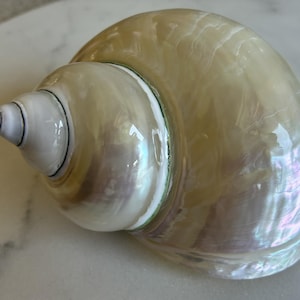 Puede incluir: Una concha grande y nacarada con un ápice en espiral y una superficie lisa e iridiscente. Los colores de la concha cambian de crema a dorado pálido, con toques de rosa y azul. La concha es una forma natural y orgánica.
