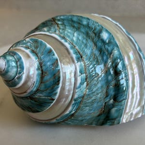 Puede incluir: Una concha grande e iridiscente con forma de espiral. La concha presenta bandas de color turquesa y blanco nacarado, creando un contraste llamativo. La superficie tiene un brillo brillante, que refleja la luz. Ideal para decoración costera.