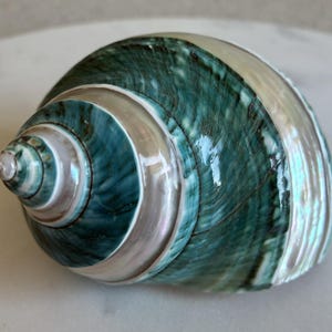 Könnte beinhalten: Eine große, schillernde Muschel mit Spiralform. Die Schale weist Bänder aus Türkis, Silber und perlmuttweiß auf. Die Oberfläche hat einen glänzenden Glanz, der das Licht reflektiert. Dieser Dekorationsartikel ist ein natürliches Wohnaccessoire.