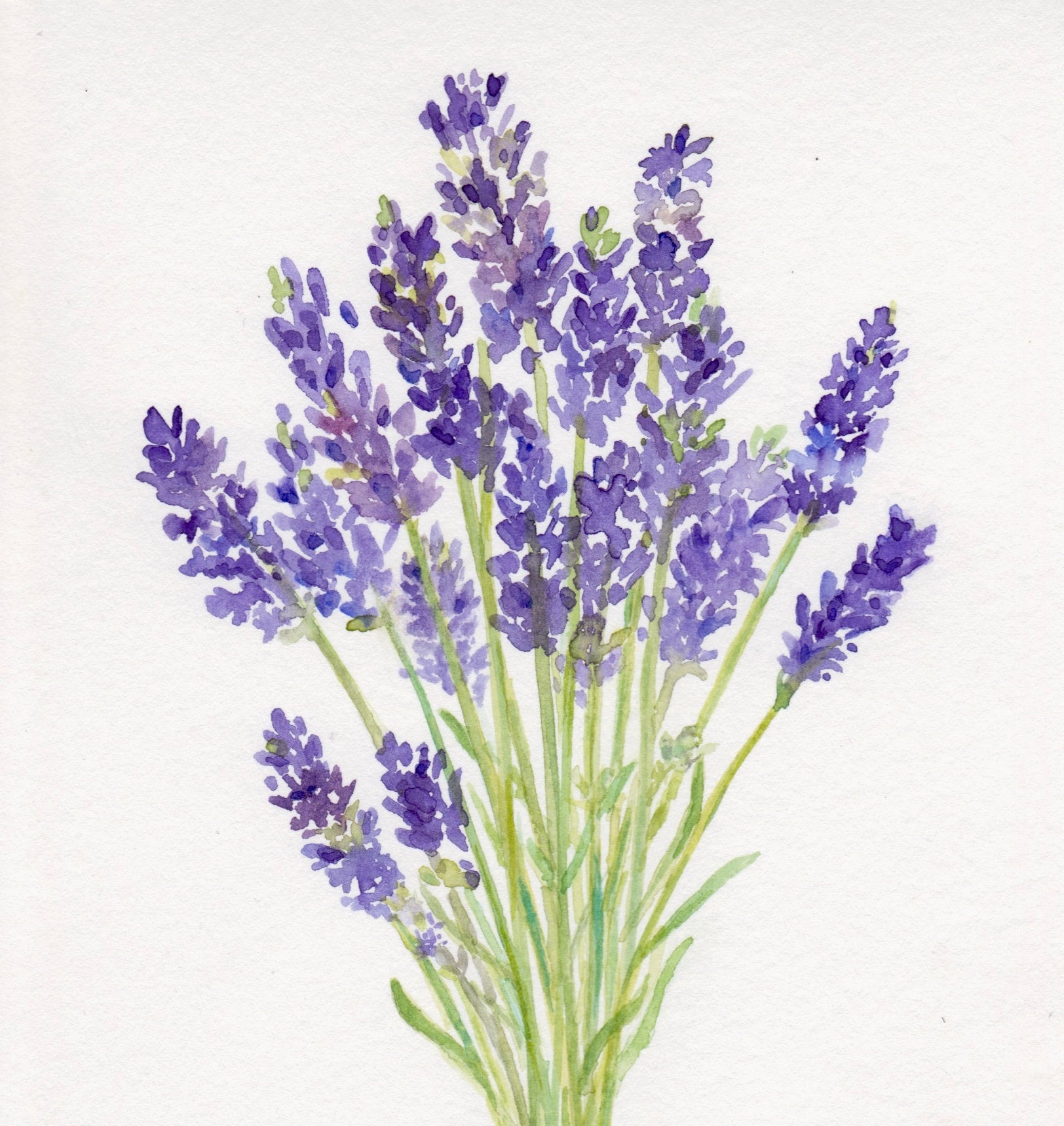 Lavender Artwork Watercolor Lavender Bouquet Original | Etsy