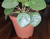 Pilea Peperomioides Chinese Money Plant UFO Plant 4 quot pot live houseplant