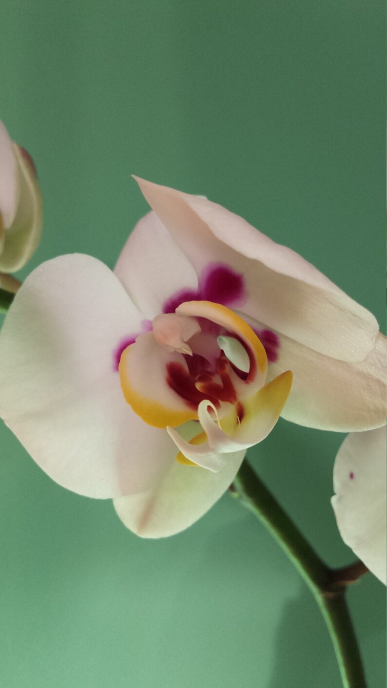 Phalaenopsis Orchid Live In Glass Vase Fwc Full Water Etsy