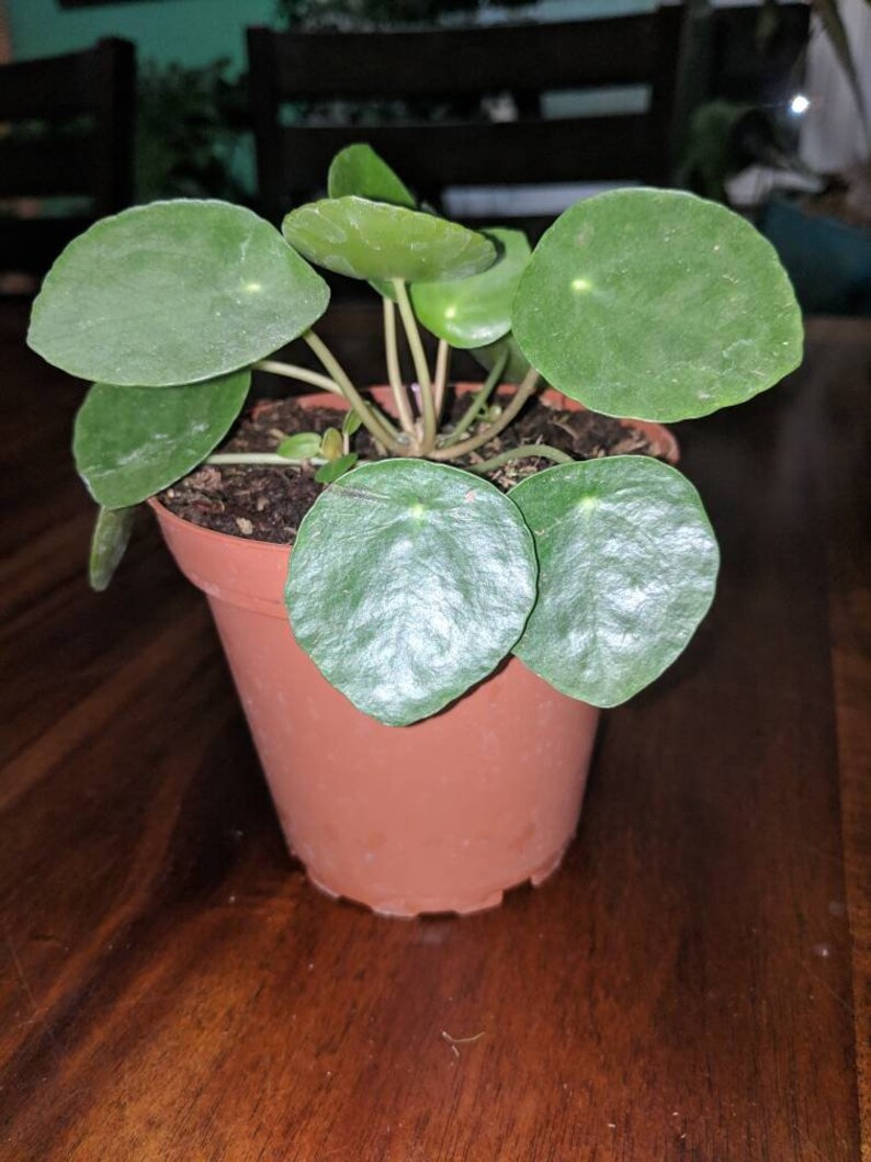 Chinese Money Plant Or Pilea Peperomioides Life Is