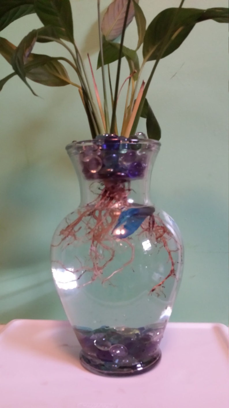 Beta Fish Tank With Live Peace Lily Large Beautiful And Etsy