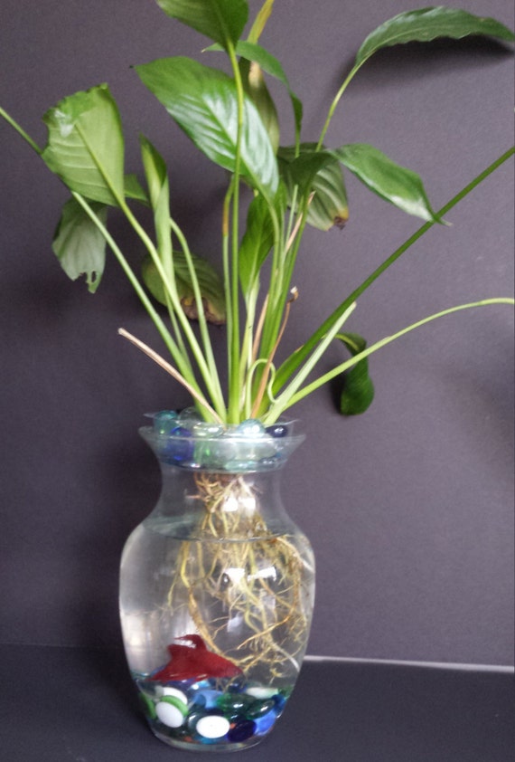 Beta Fish Tank with Live Peace Lily Symbiotic Kit Etsy