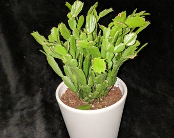 Pink blooming Christmas cactus
