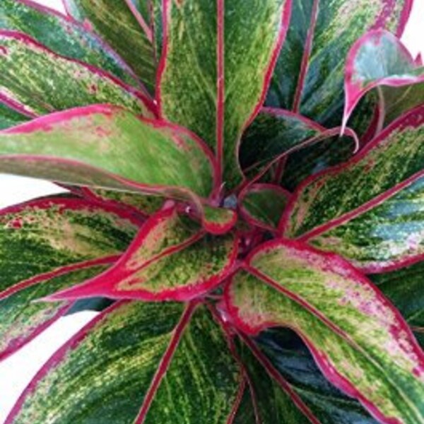 Live Tropical House Plant Siam Red Aglaonema *Stunning in Pink and Green*