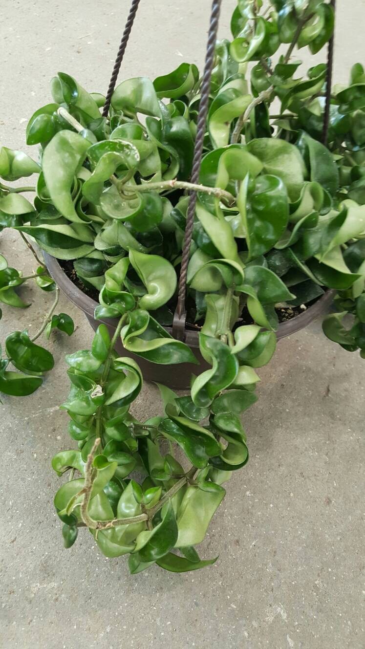 Live Houseplant Rope Hoya Blooms Pink Etsy