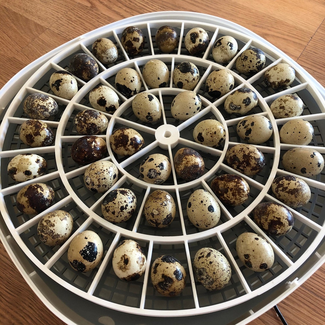 Coturnix Quail Jumbo Egg Turner Tray Fits Nurture Right 360 | Etsy