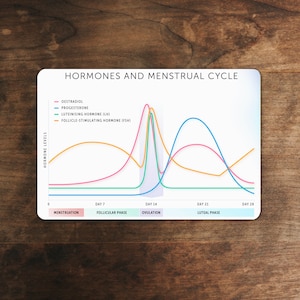 Hormones & Menstrual Cycle Sticker