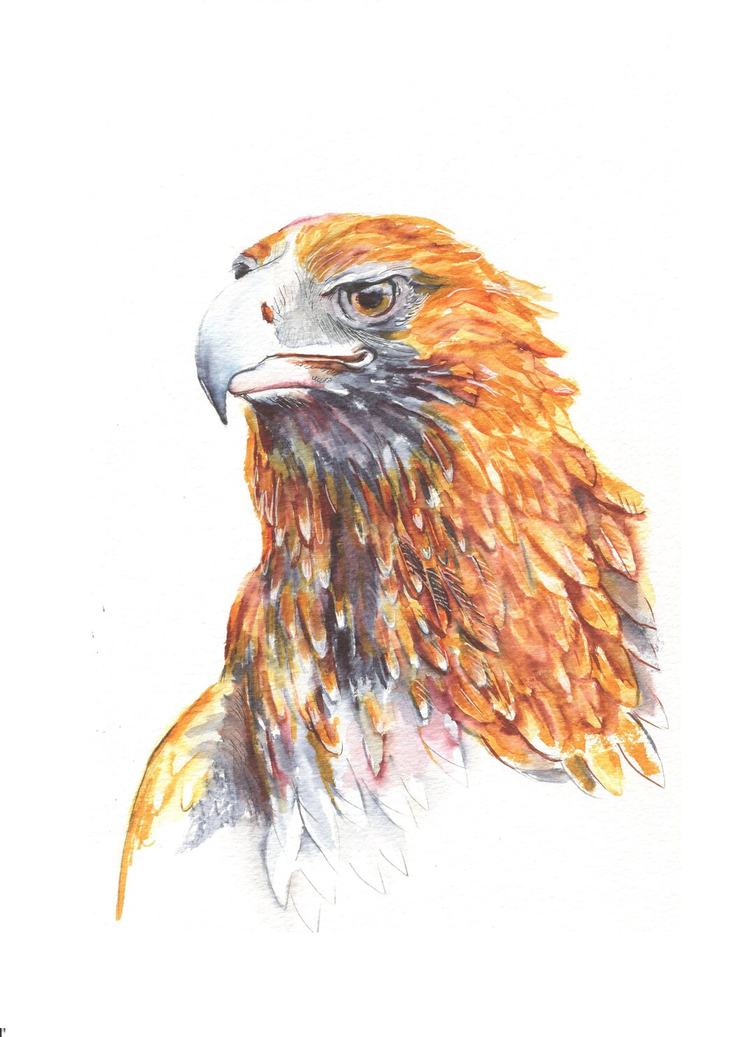 Australian Art Beautiful Wedge Tail Eagle - Etsy