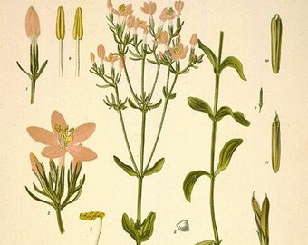 Centaury Herb - Erythraea centaurium - 100 grams