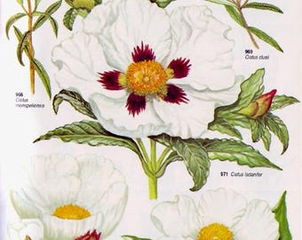 Labdanum 100% Pure Absolute Oil - Cistus Ladanifer- 10ml
