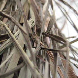 Sweetgrass-Hierochloe odorata-Manna Grass-Mary’s Grass-Vanilla Grass-Holy Grass - long strand - 50 grams