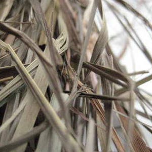 Sweetgrass-Hierochloe odorata-Manna Grass-Marys Grass-Vanilla Grass-Holy Grass long strand 50 grams image 1