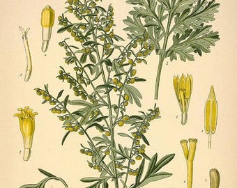 Grand Wormwood Essential Oil – Artemisia absinthium also known as Absinthe Essential Oil - 5ml