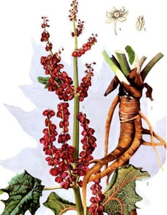 Rhubarb Root - Rheum Palmatum - 100 Grams - Etsy
