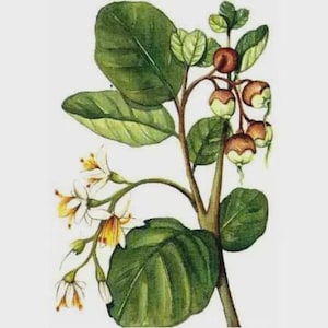 May include: Watercolour illustration of a plant featuring green leaves, white and yellow flowers, and brown and green seed pods. The plant's stem is brown, set against a white background.